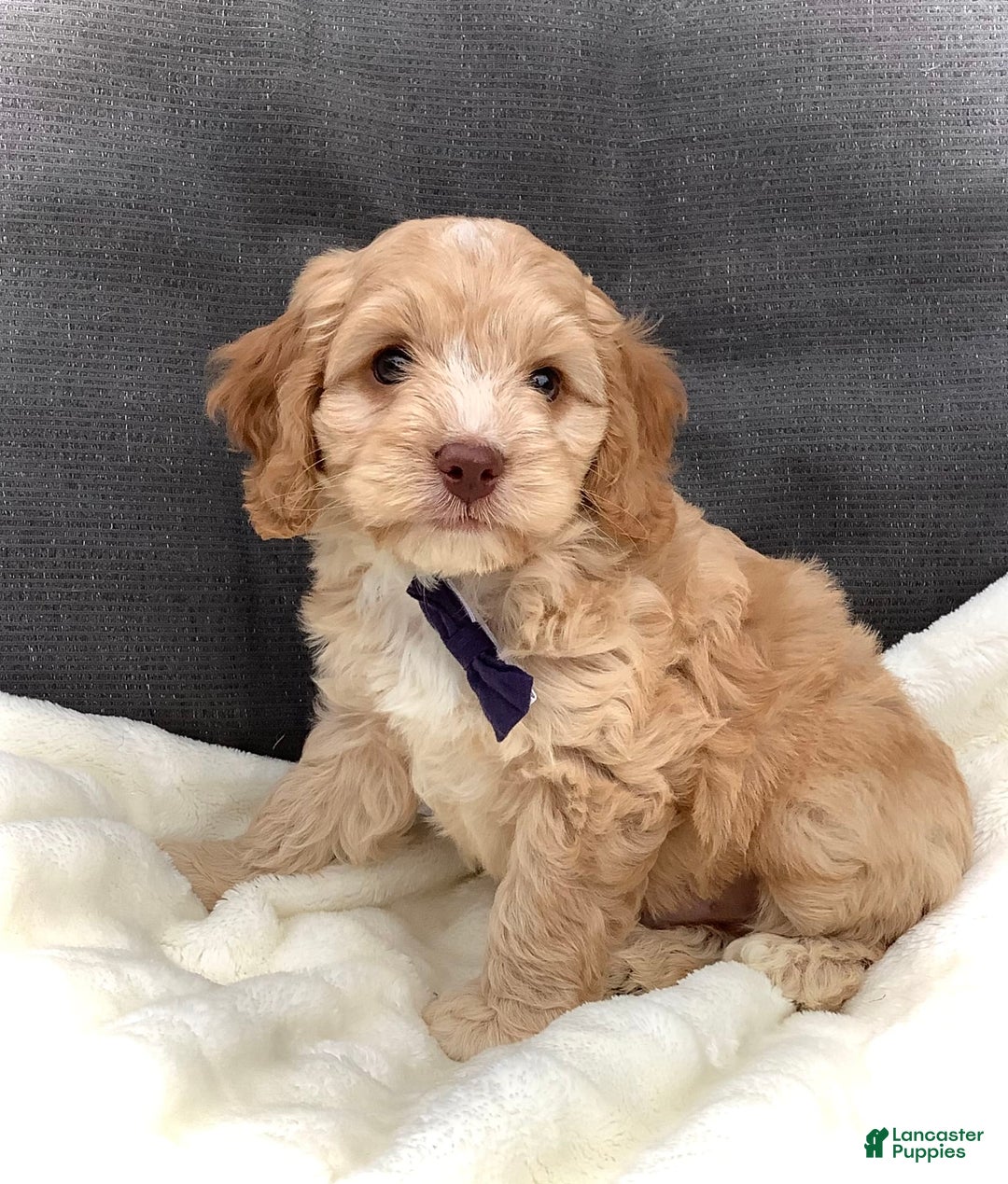 Cockapoo dogs for sale: Oliver - Image 5