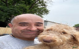 Goldendoodle dogs for sale: Luna - Image 18
