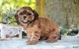 Shihpoo dogs for sale: Mikki - Image 2