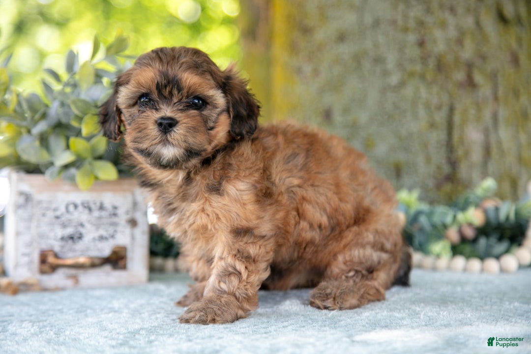 Shihpoo dogs for sale: Mikki - Image 2