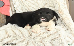 Border Collie dogs for sale: Nickles - Image 5
