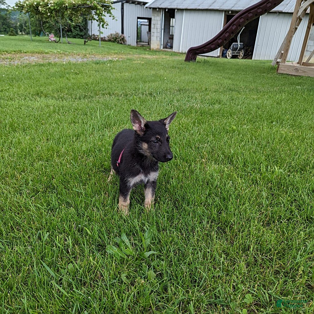 German Shepherd dogs for sale: German Shepherd 8 puppies - Image 2