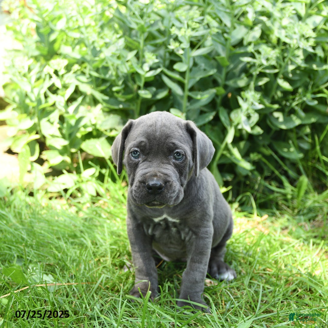 Cane Corso dogs for sale: Cane Corso 8 puppies - Image 14