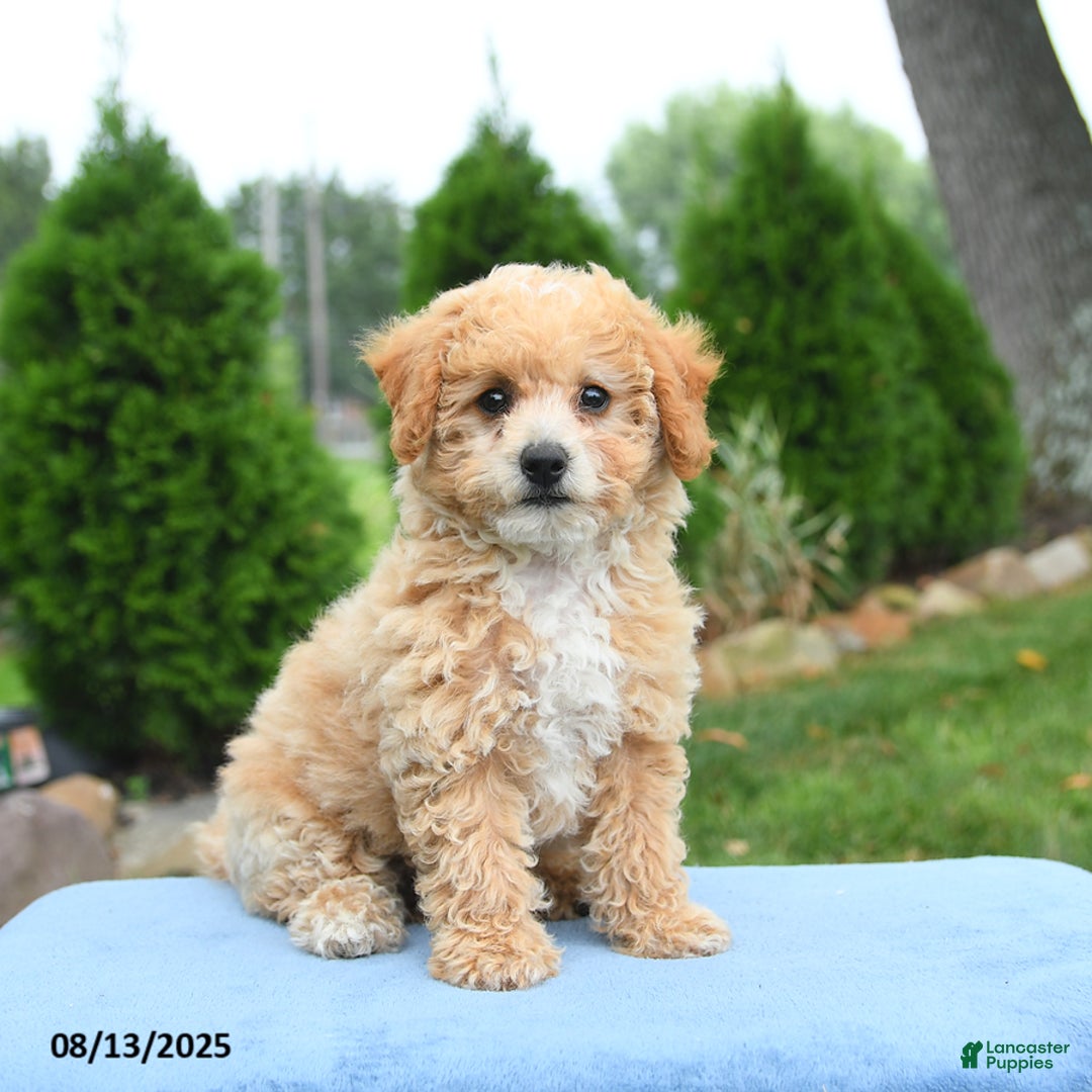 Bichpoo dogs for sale: Apricot - Image 1