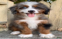 Mini Bernedoodle dogs for sale: 💛 In Boston Massachusetts 💛 One Blue Eye 💛 Mini Bernedoodle 💛 - Image 3