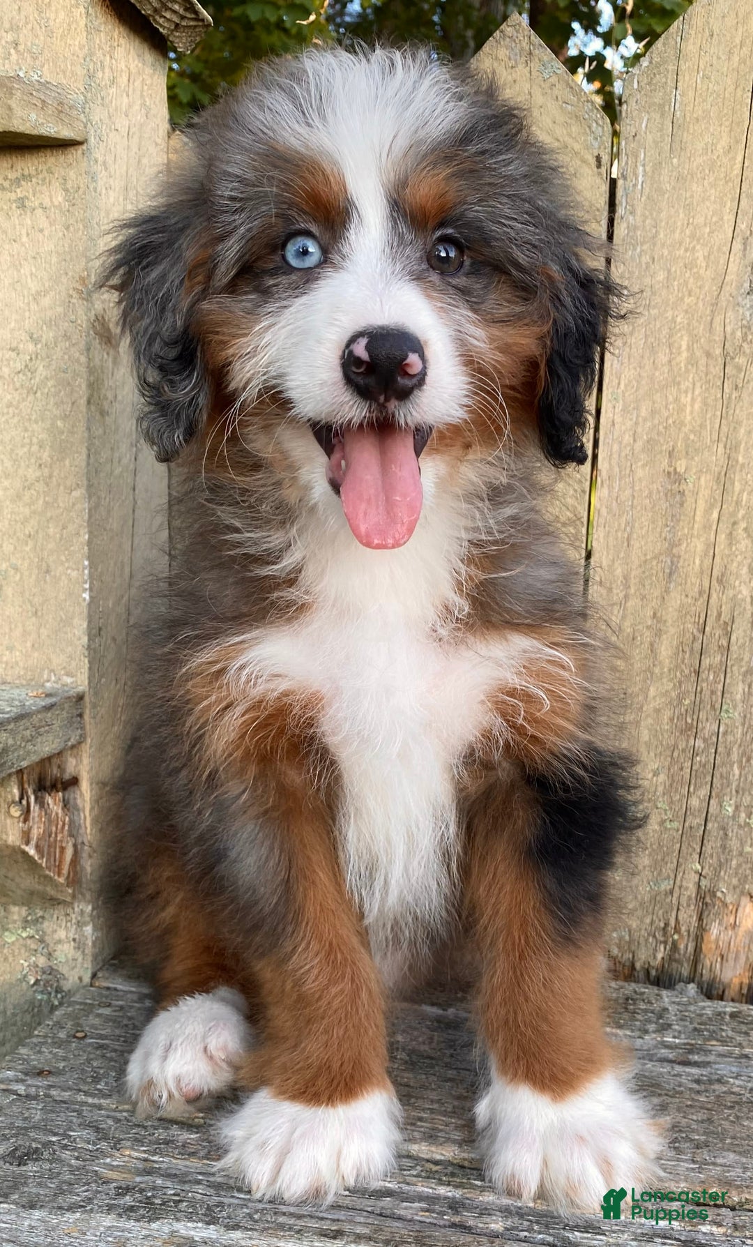 Mini Bernedoodle dogs for sale: 💛 In Boston Massachusetts 💛 One Blue Eye 💛 Mini Bernedoodle 💛 - Image 3