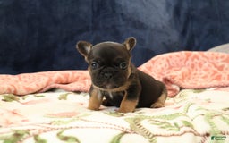 French Bulldog dogs for sale: Vega - Image 1