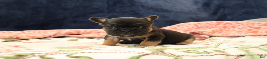 Vega