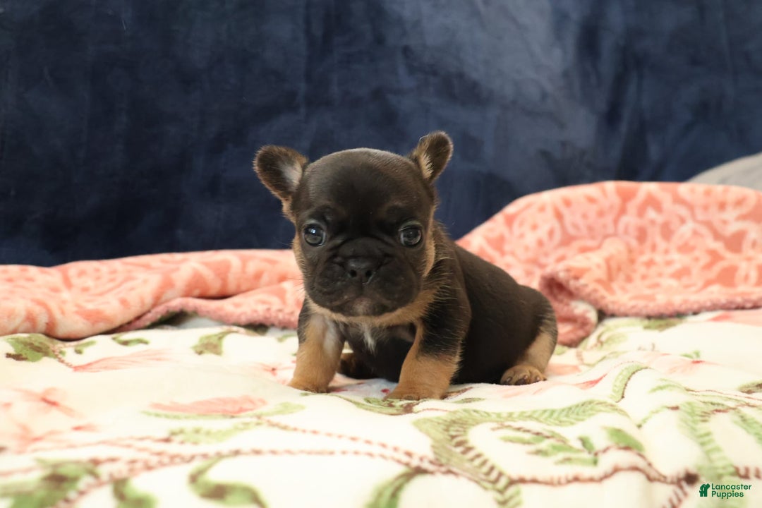French Bulldog dogs for sale: Vega - Image 1