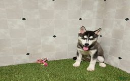 Siberian Husky dogs for sale: Lassie - Image 4