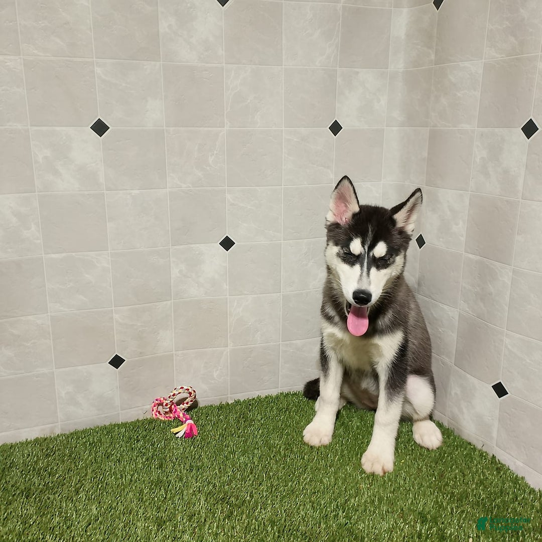 Siberian Husky dogs for sale: Lassie - Image 4