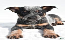 Australian Cattle Dog dogs for sale: Jasper - Image 3