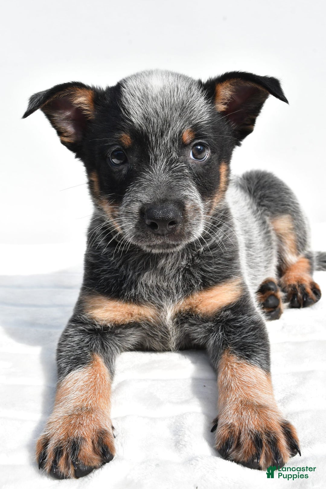 Australian Cattle Dog dogs for sale: Jasper - Image 3