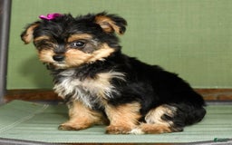 Yochon dogs for sale: York-Chon 5 puppies - Image 6