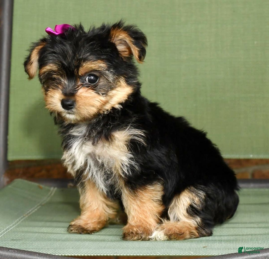 Yochon dogs for sale: York-Chon 5 puppies - Image 6