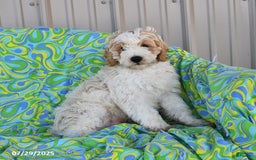 Mini Goldendoodle dogs for sale: Dallas - Image 20