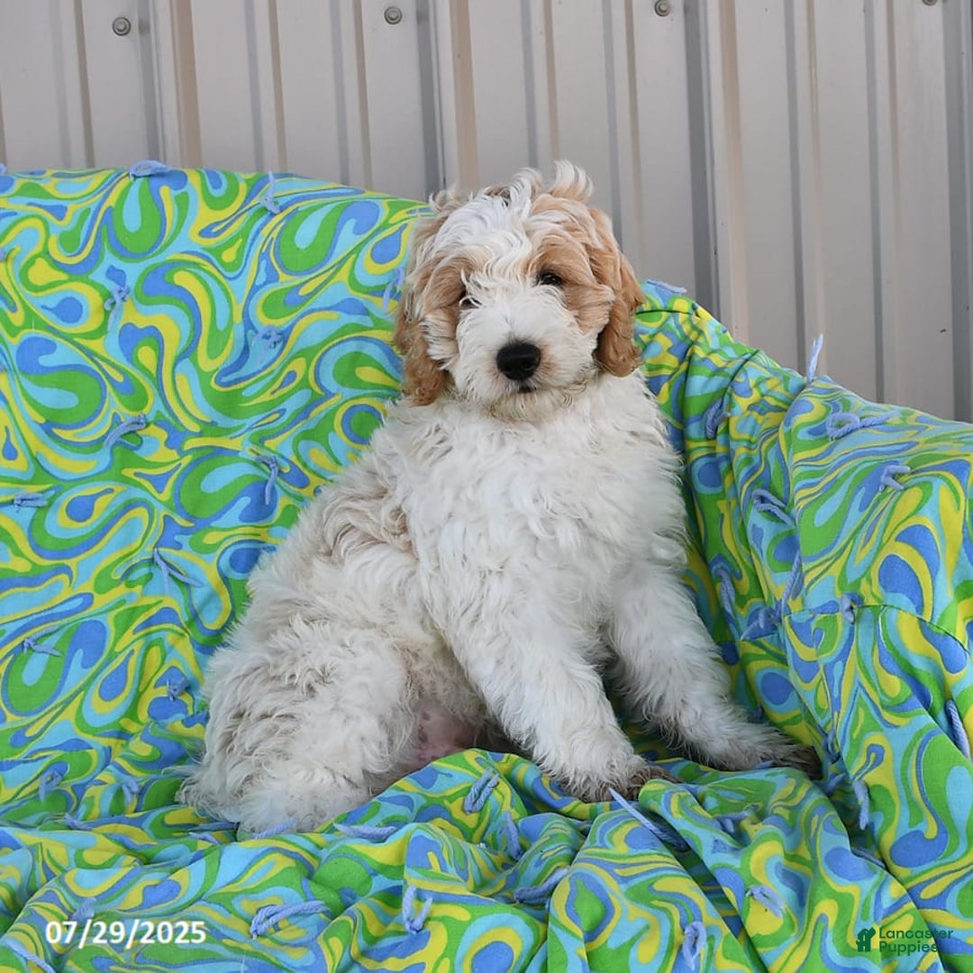 Mini Goldendoodle dogs for sale: Dallas - Image 20