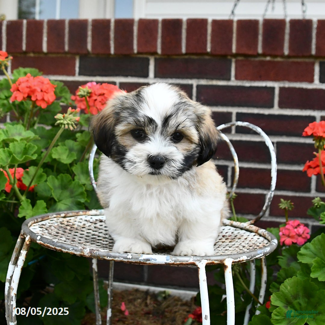 Malshi dogs for sale: Doxund - Image 2