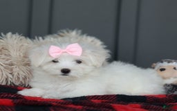 Maltese dogs for sale: Samantha - Image 3