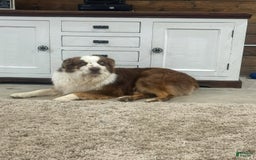 Australian Shepherd dogs for sale: Ember - Image 3