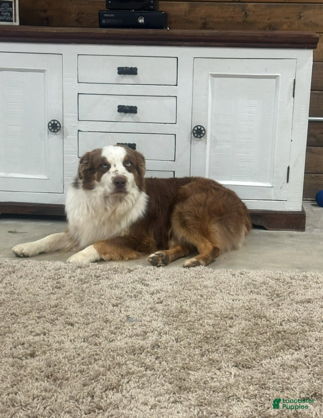 Australian Shepherd dogs for sale: Ember - Image 3