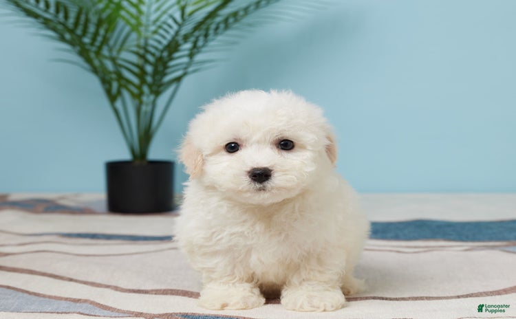 Bichon Frise dogs - Advert 19