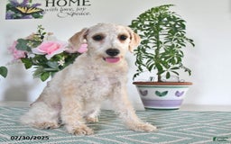 Schnoodle dogs for sale: Stacy - Image 3