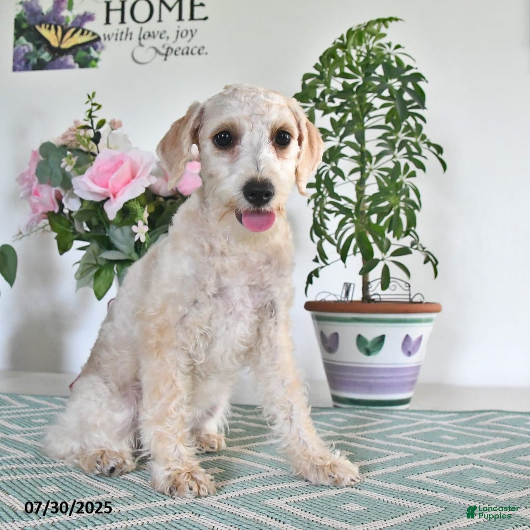 Schnoodle dogs for sale: Stacy - Image 3