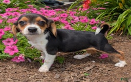 Beagle dogs for sale: Cream - Image 4