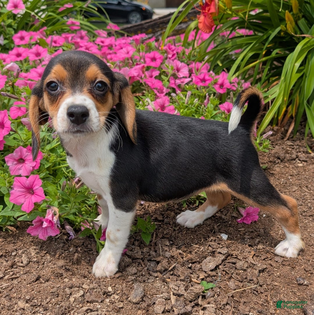 Beagle dogs for sale: Cream - Image 4