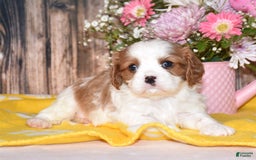 Cavalier King Charles Spaniel dogs for sale: Jude - Image 8
