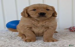 Golden Retriever dogs for sale: Brady - Image 12