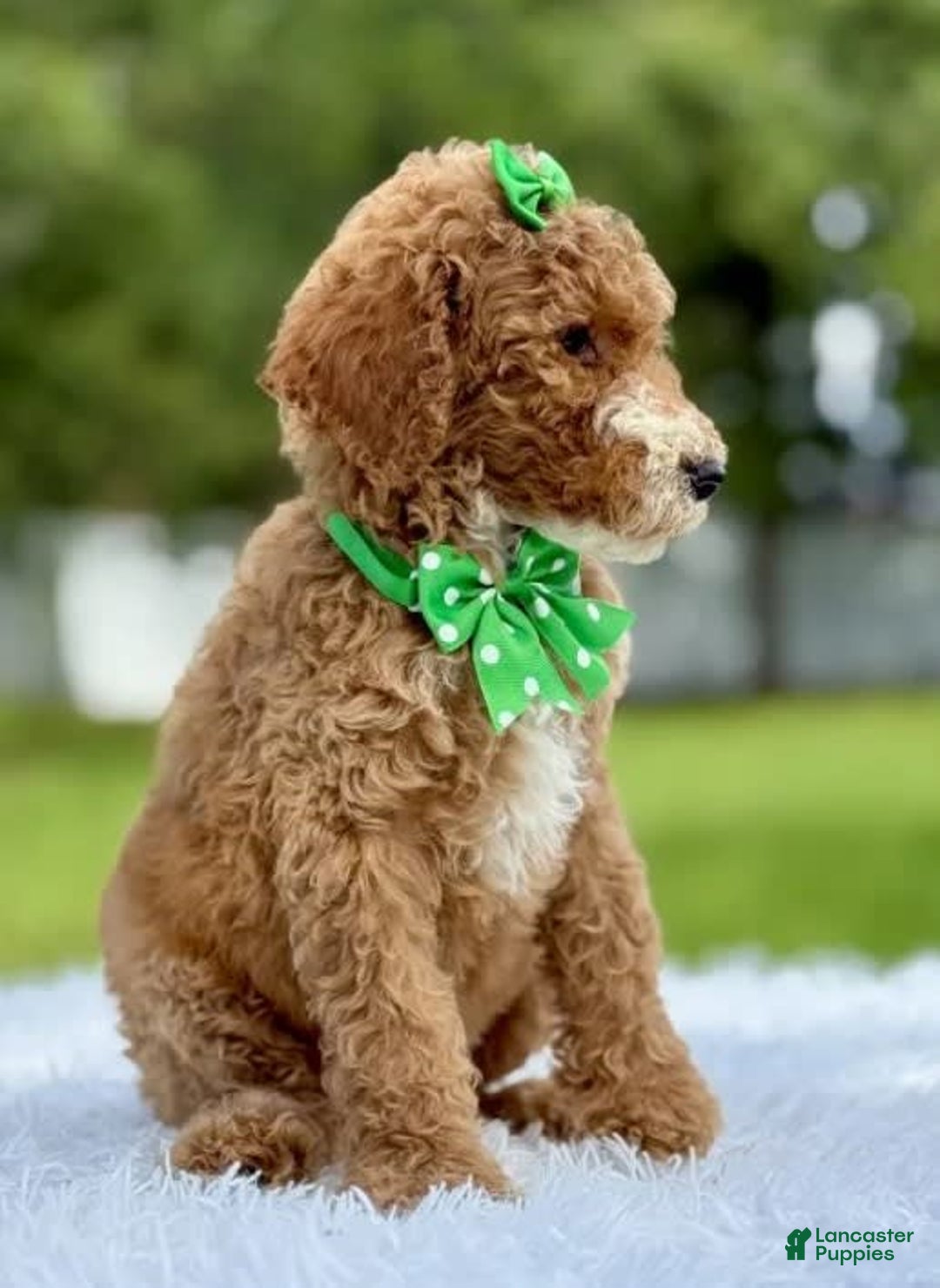 Goldendoodle dogs for sale: Dream - Image 1