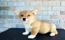 Welsh Corgi Pembroke dogs for sale: Welsh Corgi (Pembroke) 5 puppies - Image 8