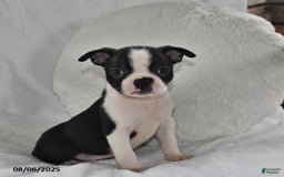 Boston Terrier dogs for sale: Bingo - Image 3
