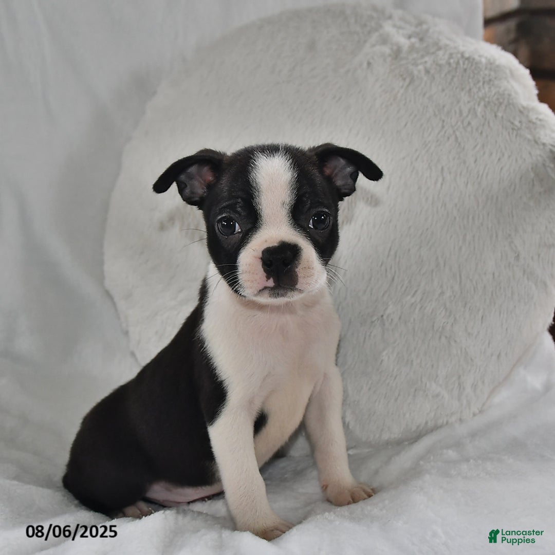 Boston Terrier dogs for sale: Bingo - Image 3