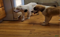 Saint Bernard dogs for sale: Max - Image 5