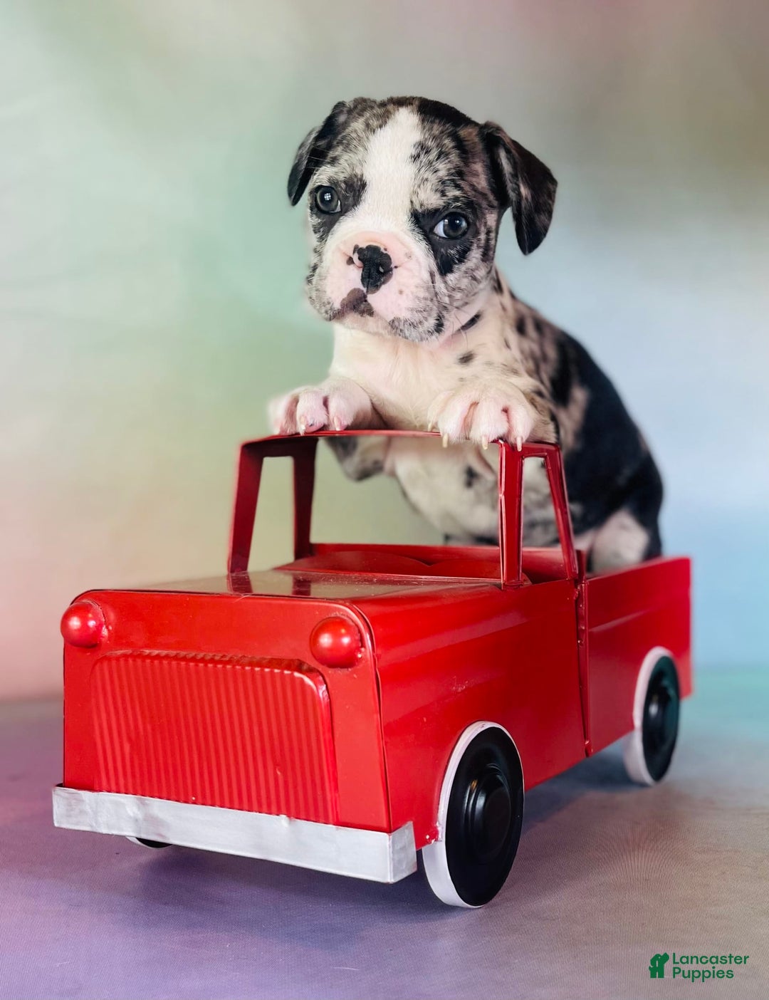 Frenchton dogs for sale: Cookie Dna Clear - Image 2