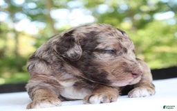 Standard Poodle dogs for sale: Denver Moyen - Image 1