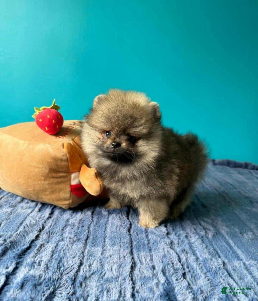 Pomeranian dogs for sale: Ray - Image 1