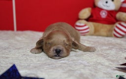 Cavapoo dogs for sale: Phoenix - Image 58
