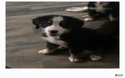 Bernese Mountain Dog dogs for sale: Asher - Image 2