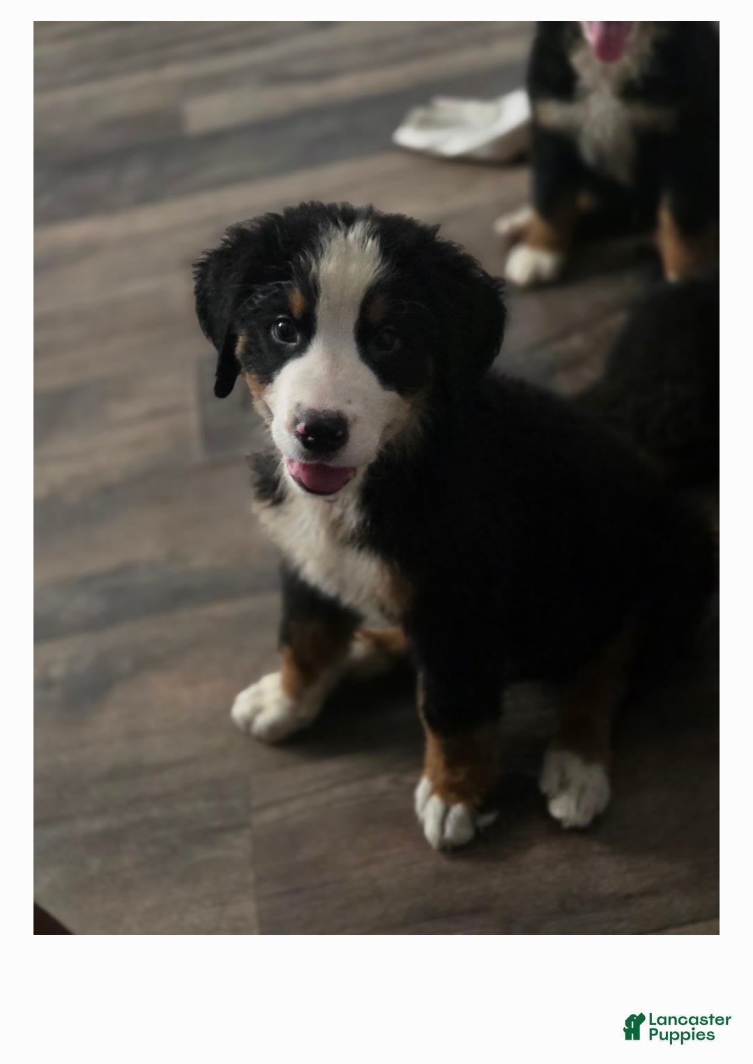Bernese Mountain Dog dogs for sale: Asher - Image 2