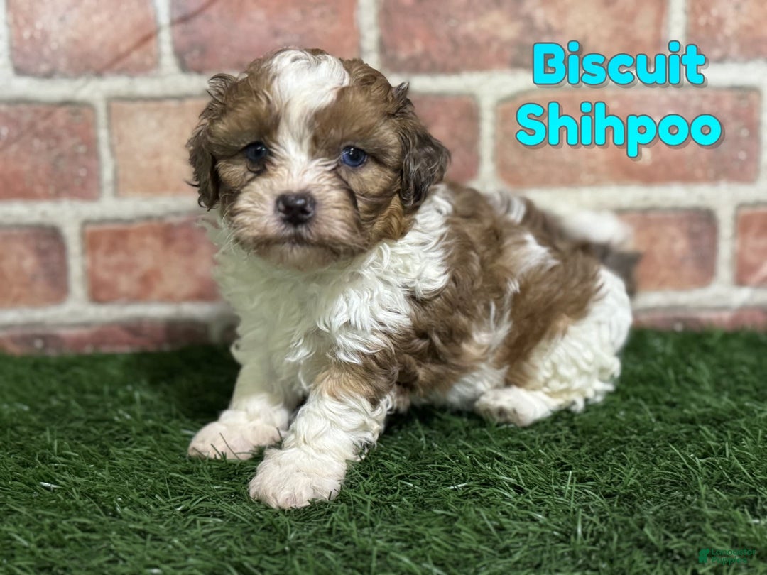 Shihpoo dogs for sale: Biscuit - Image 1