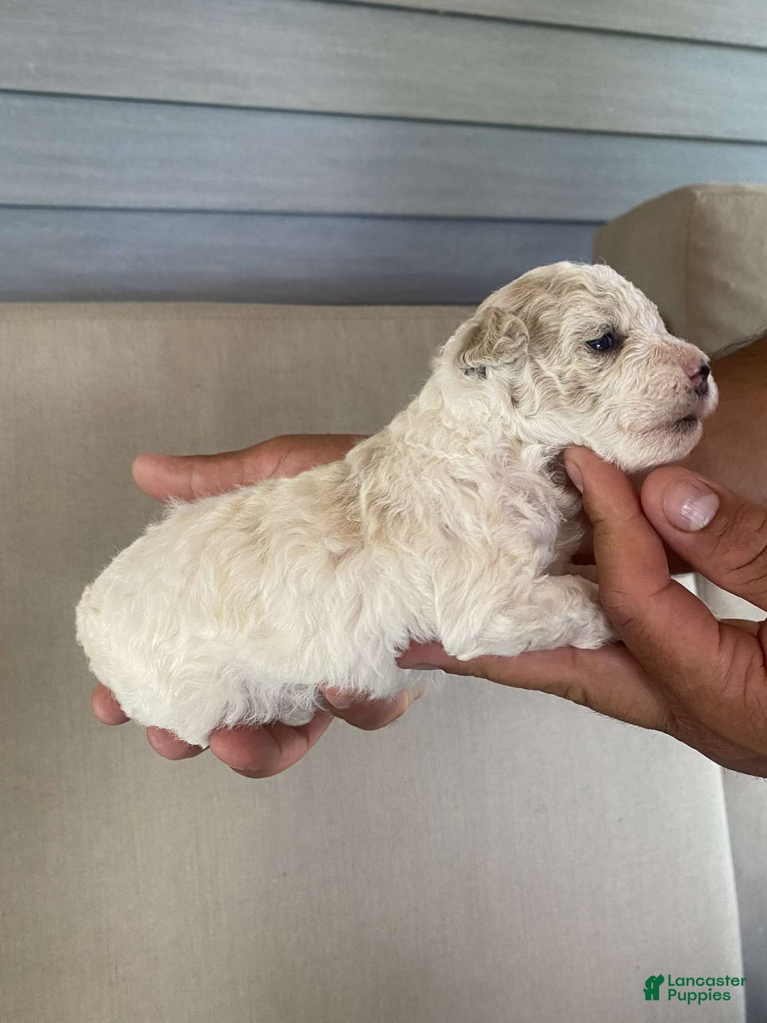 Toy Poodle dogs for sale: Bella - Image 3