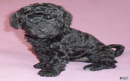 Yorkiepoo dogs for sale: Pepper - Image 3