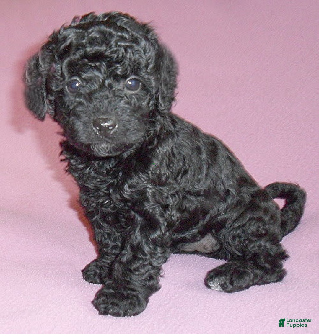Yorkiepoo dogs for sale: Pepper - Image 3