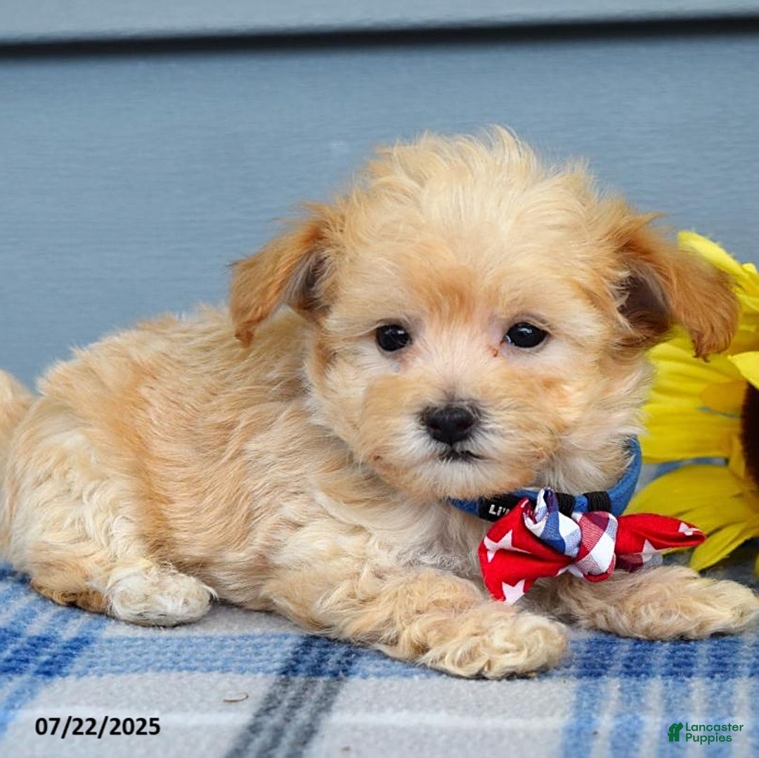 Maltipoo dogs for sale: Nixon - Image 3
