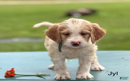 Brittany Spaniel dogs for sale: Jyl - Image 1