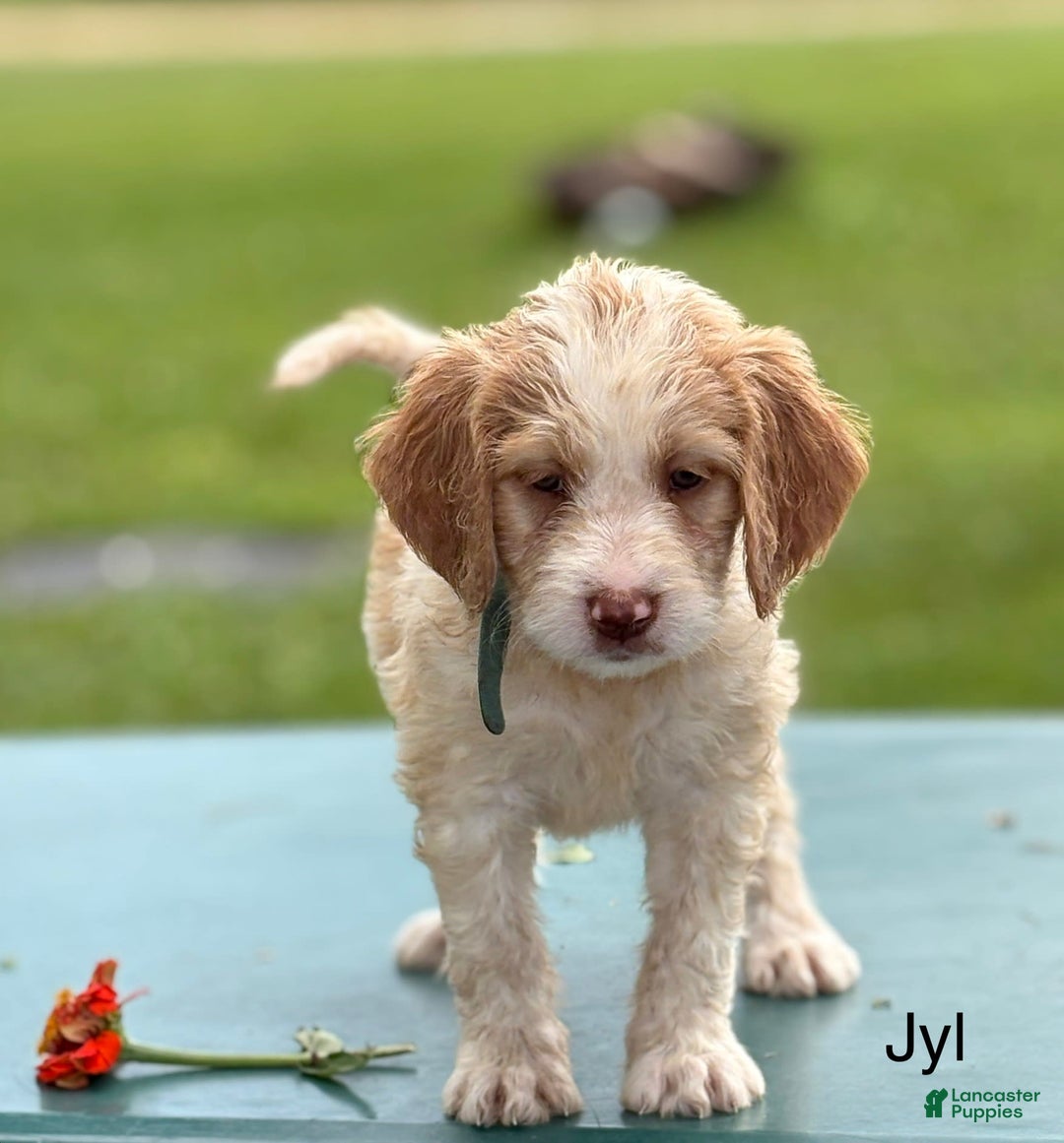 Brittany Spaniel dogs for sale: Jyl - Image 1